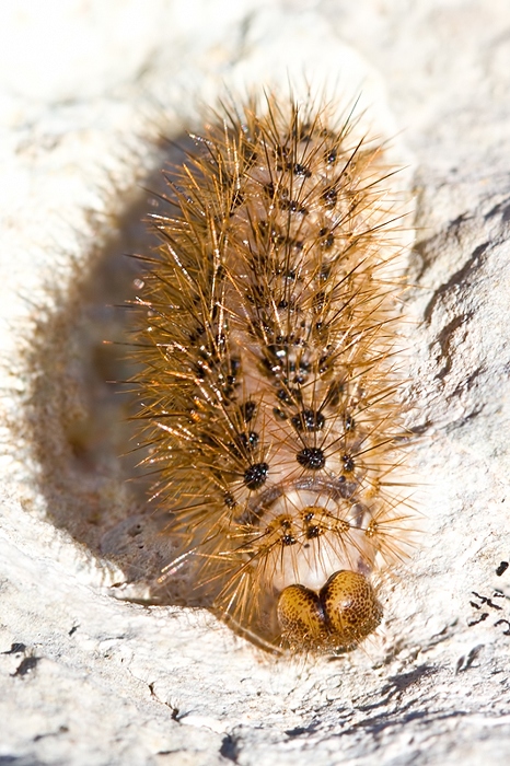Bruco da identificare - Cymbalophora pudica